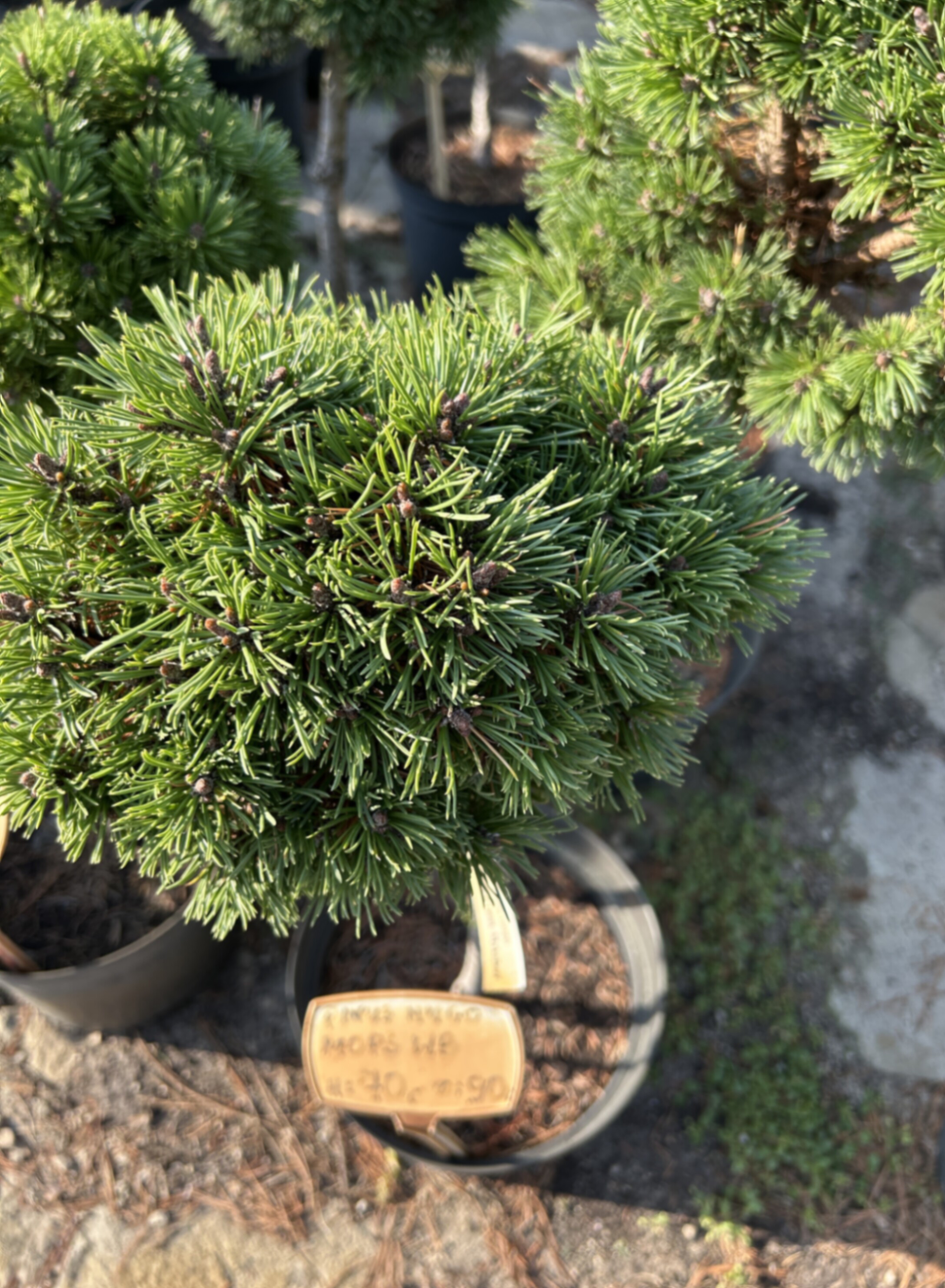 Сосна горная Мопс